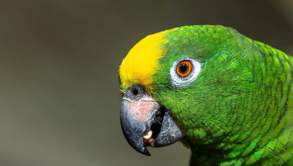 Romanya Sofralarının Lezzet Yolculuğu Romanya yemekleri