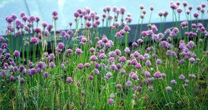 Romanya’da İşinizi Bulun