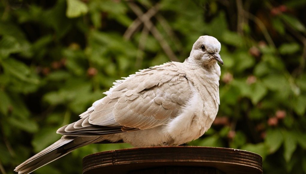 Romanya'nın Keşfedilmeyi Bekleyen Yüzleri Romanya şehirleri