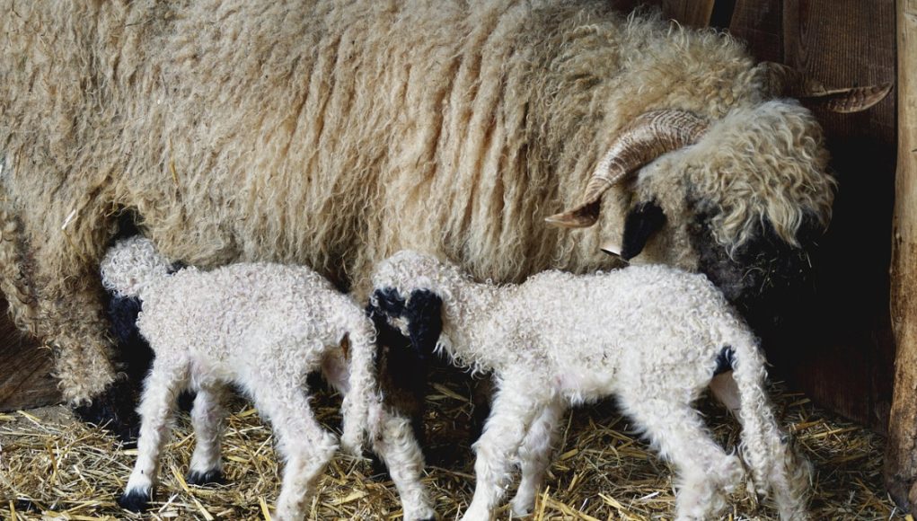Romanya Çifte Vatandaşlık Başvurusu ve Ofis Hizmetleri: Fiyatlandırma Unsurları Romanya Çifte Vatandaşlık Başvurusu ve Ofis Hizmetleri: Fiyatlandırma Unsurları