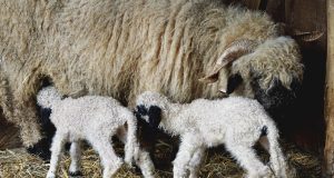 Romanya Çifte Vatandaşlık Başvurusu ve Ofis Hizmetleri: Fiyatlandırma Unsurları