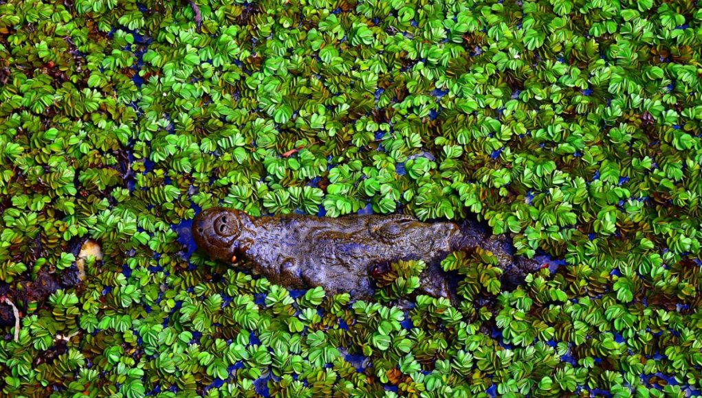 Romanya kültürel yapısı 272