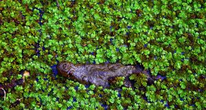 Romanya kültürel yapısı 272