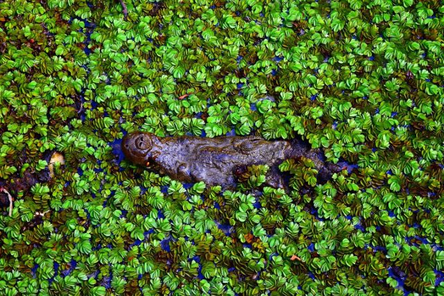 Romanya kültürel yapısı 272