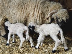 Romanya Çifte Vatandaşlık ve Çalışma Rehberi: Türkiye'den Avrupa'ya Adım Adım Yol Haritası