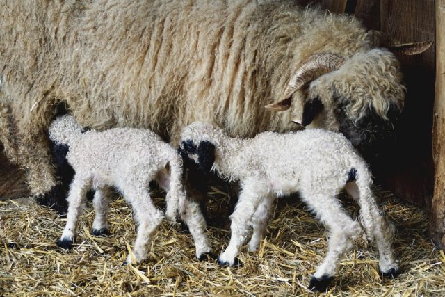 Romanya Çifte Vatandaşlık ve Çalışma Rehberi: Türkiye'den Avrupa'ya Adım Adım Yol Haritası